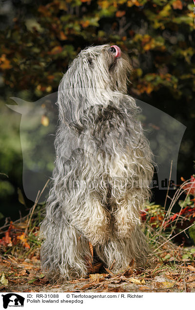 Polish lowland sheepdog / RR-31088