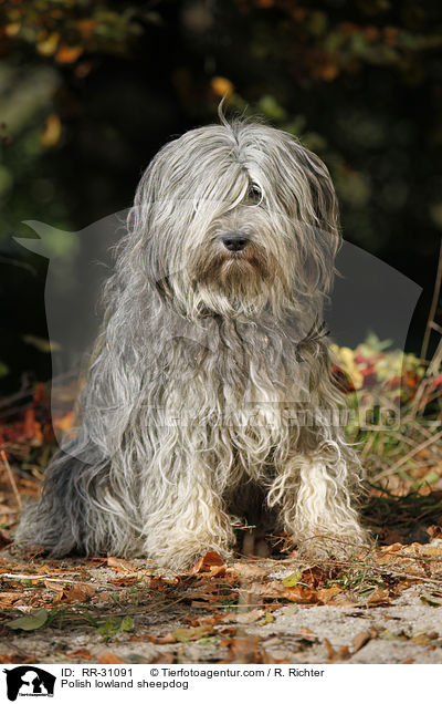 Polish lowland sheepdog / RR-31091