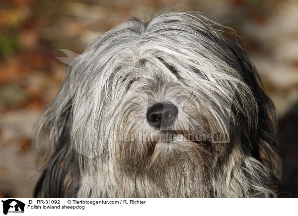 Polnischer Niederungshtehund / Polish lowland sheepdog / RR-31092