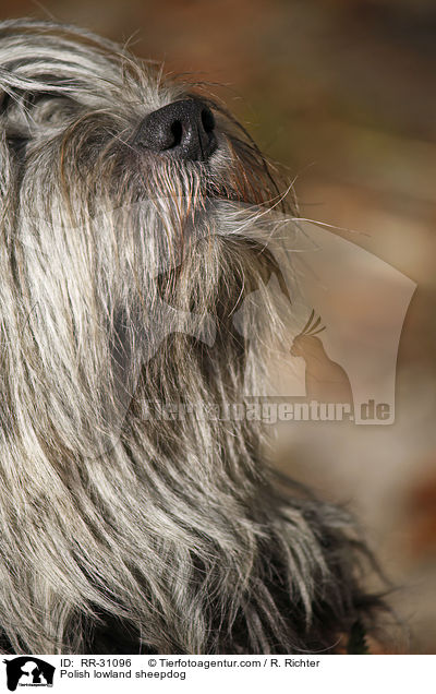 Polish lowland sheepdog / RR-31096