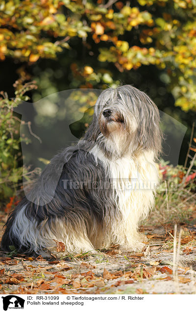 Polish lowland sheepdog / RR-31099