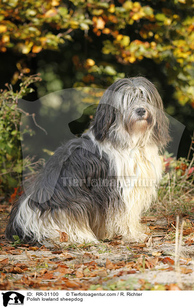 Polish lowland sheepdog / RR-31100