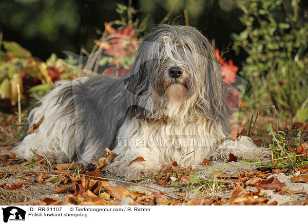 Polish lowland sheepdog / RR-31107