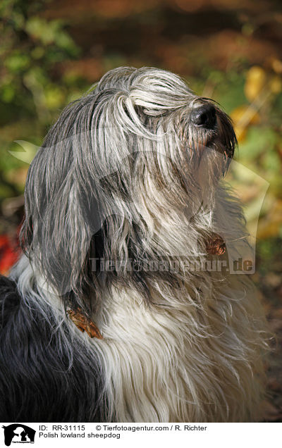 Polnischer Niederungshtehund / Polish lowland sheepdog / RR-31115