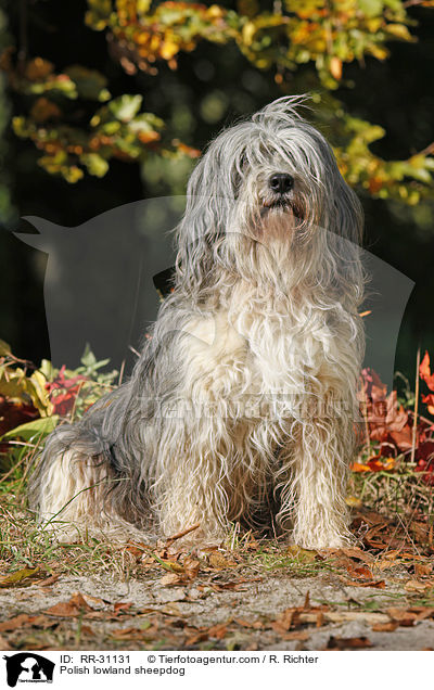 Polnischer Niederungshtehund / Polish lowland sheepdog / RR-31131