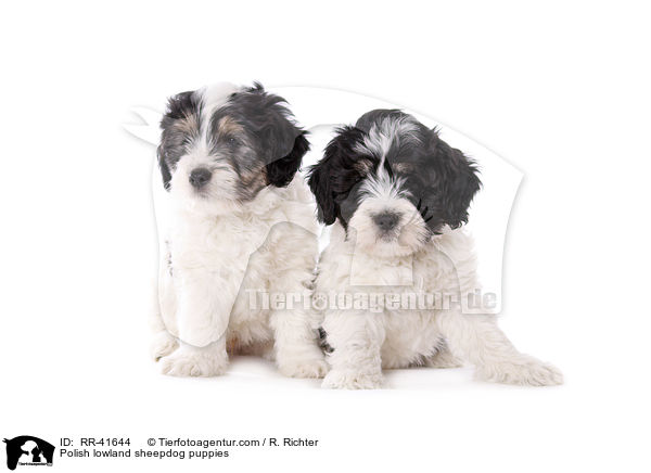 Polnischer Niederungshtehund Welpen / Polish lowland sheepdog puppies / RR-41644