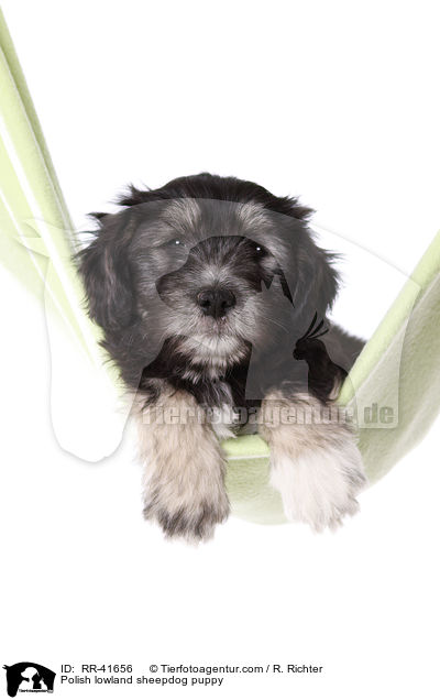 Polish lowland sheepdog puppy / RR-41656