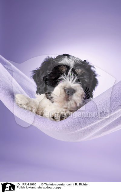 Polnischer Niederungshtehund Welpe / Polish lowland sheepdog puppy / RR-41660