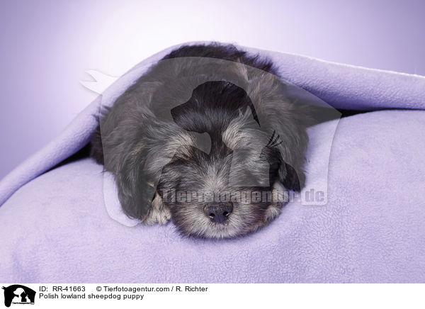 Polish lowland sheepdog puppy / RR-41663