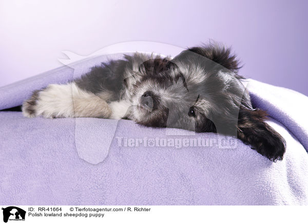 Polnischer Niederungshtehund Welpe / Polish lowland sheepdog puppy / RR-41664