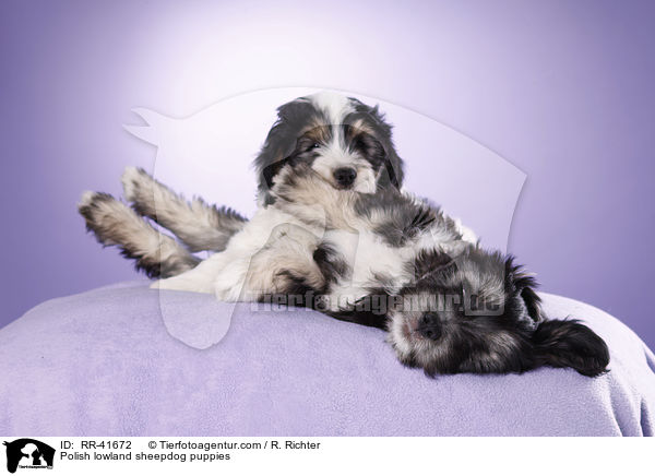 Polish lowland sheepdog puppies / RR-41672