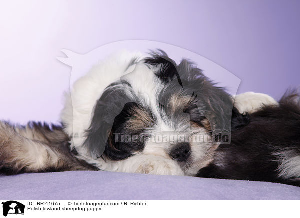 Polish lowland sheepdog puppy / RR-41675