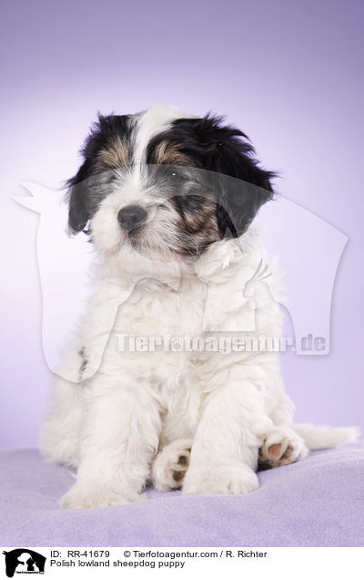 Polish lowland sheepdog puppy / RR-41679