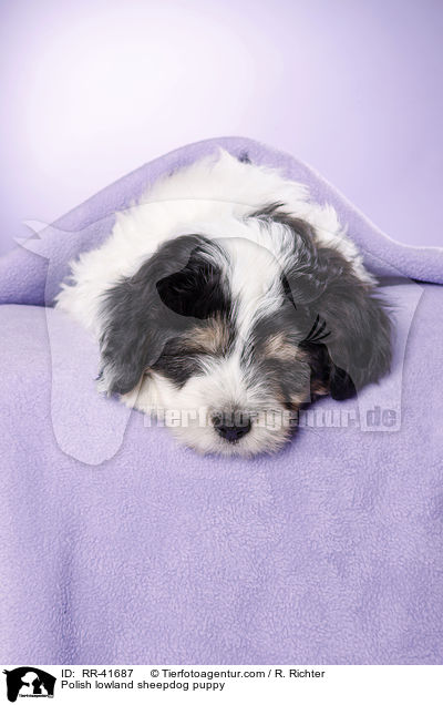 Polish lowland sheepdog puppy / RR-41687