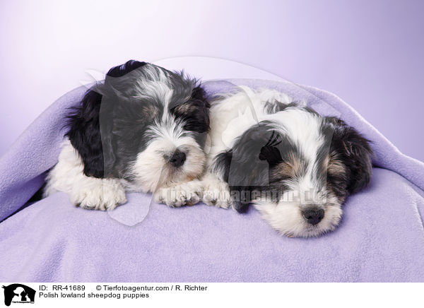 Polish lowland sheepdog puppies / RR-41689