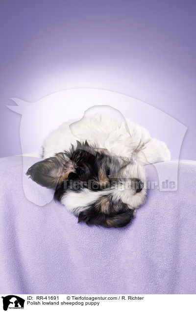 Polish lowland sheepdog puppy / RR-41691