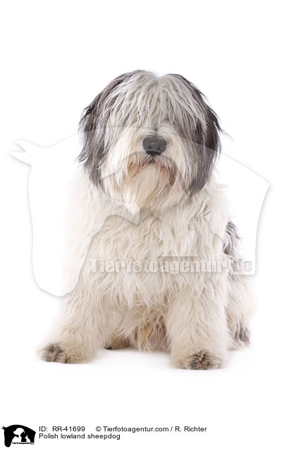 Polish lowland sheepdog / RR-41699