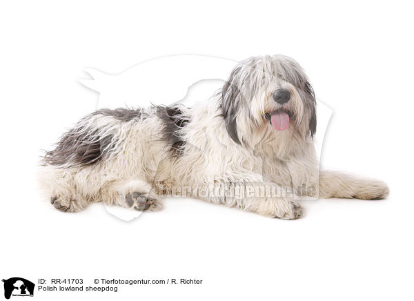 Polish lowland sheepdog / RR-41703