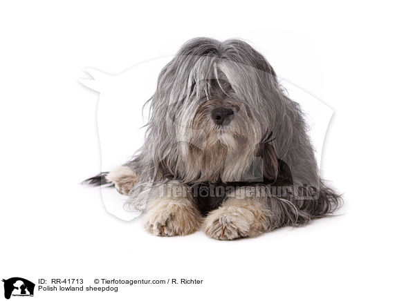 Polish lowland sheepdog / RR-41713