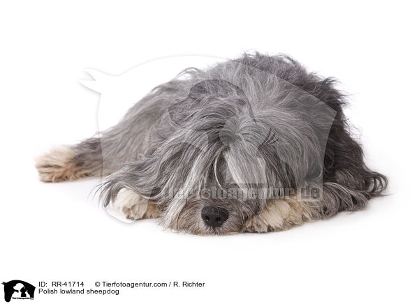 Polish lowland sheepdog / RR-41714