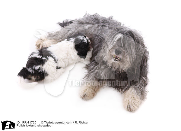 Polnischer Niederungshtehund / Polish lowland sheepdog / RR-41725