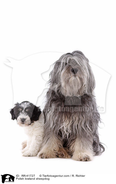 Polish lowland sheepdog / RR-41727