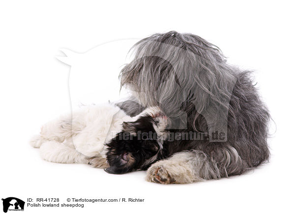 Polnischer Niederungshtehund / Polish lowland sheepdog / RR-41728