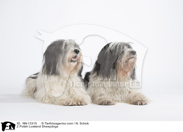 2 Polish Lowland Sheepdogs / NN-13315