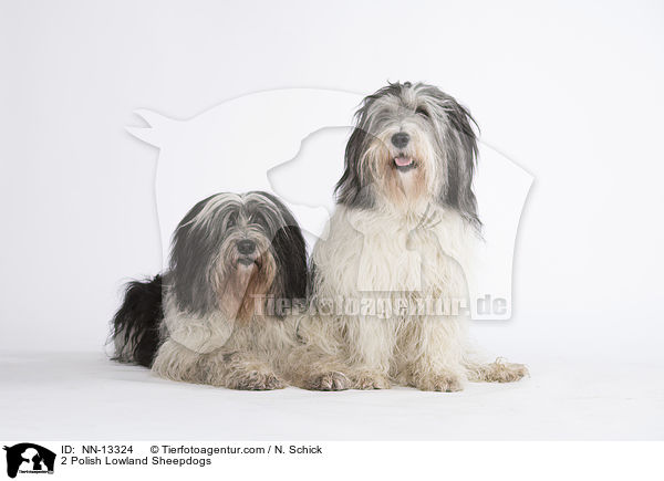 2 Polish Lowland Sheepdogs / NN-13324