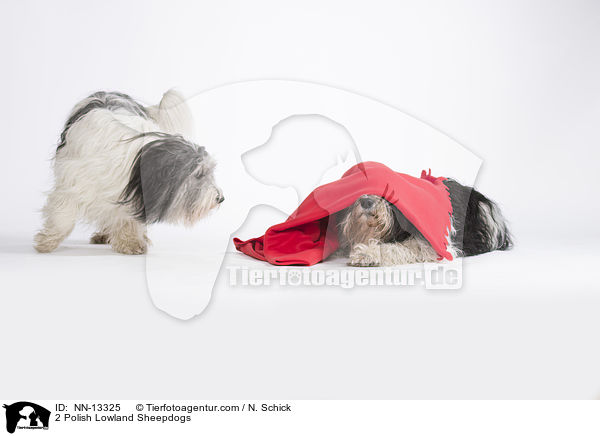 2 Polish Lowland Sheepdogs / NN-13325