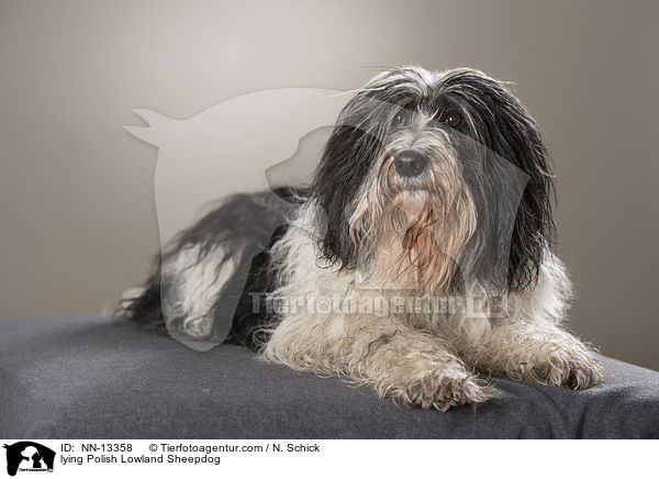 lying Polish Lowland Sheepdog / NN-13358