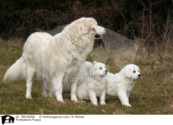 Podhalaner Puppy / RR-06969