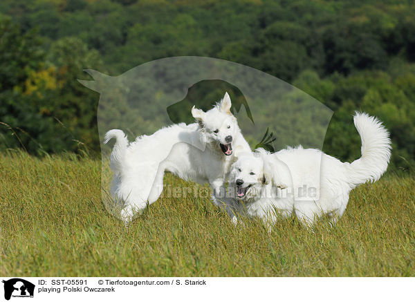 playing Polski Owczarek / SST-05591