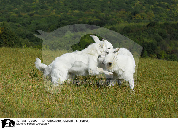 playing Polski Owczarek / SST-05595