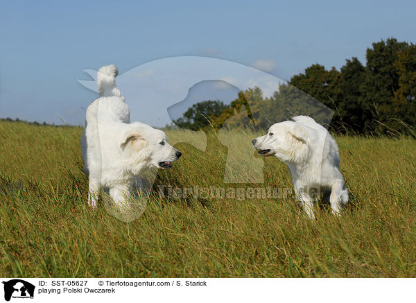 playing Polski Owczarek / SST-05627