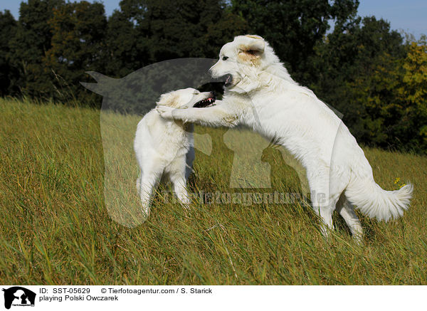 playing Polski Owczarek / SST-05629