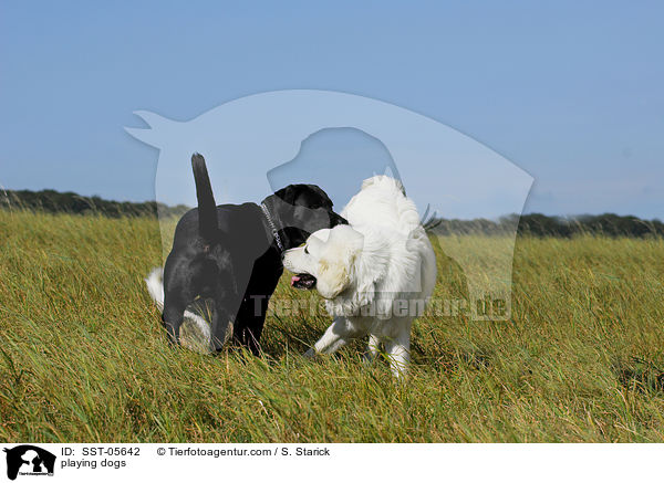 playing dogs / SST-05642