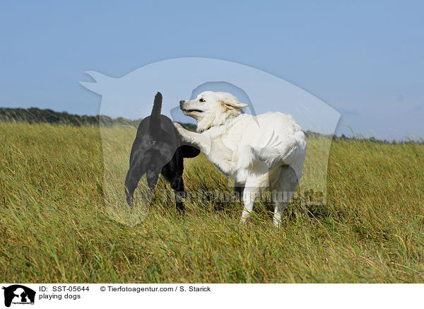 playing dogs / SST-05644