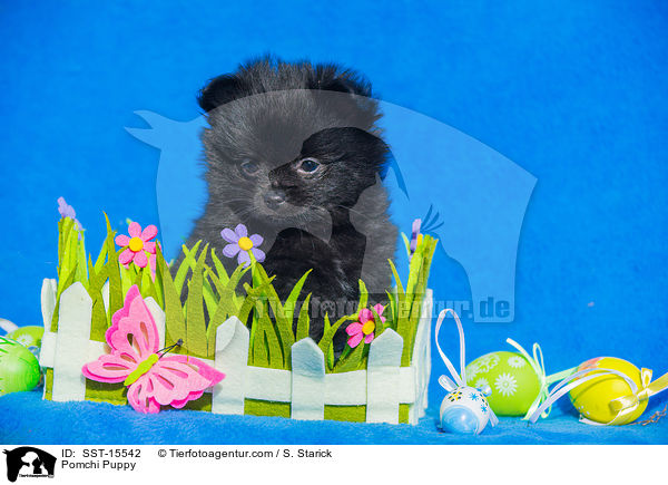 Pomchi Welpe / Pomchi Puppy / SST-15542