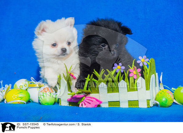 Pomchi Welpen / Pomchi Puppies / SST-15545