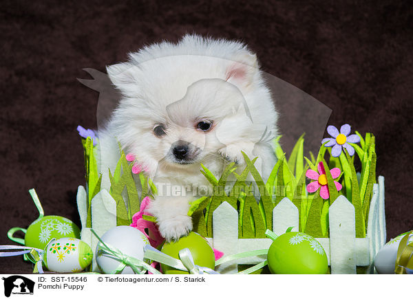 Pomchi Welpe / Pomchi Puppy / SST-15546