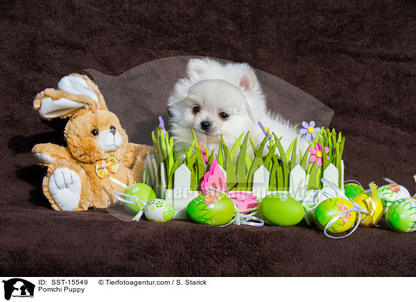 Pomchi Welpe / Pomchi Puppy / SST-15549