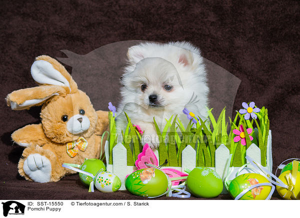 Pomchi Welpe / Pomchi Puppy / SST-15550