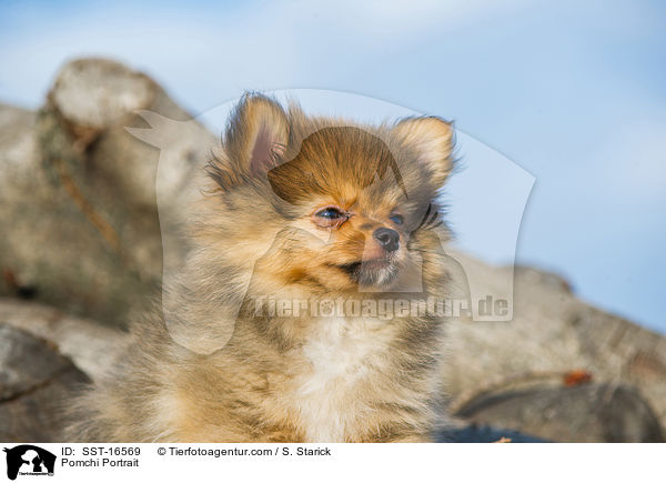 Pomchi Portrait / Pomchi Portrait / SST-16569