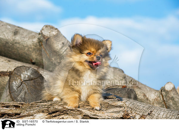 sitzender Pomchi / sitting Pomchi / SST-16570