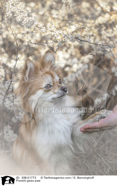 Pomchi gibt Pftchen / Pomchi gives paw / SIB-01773