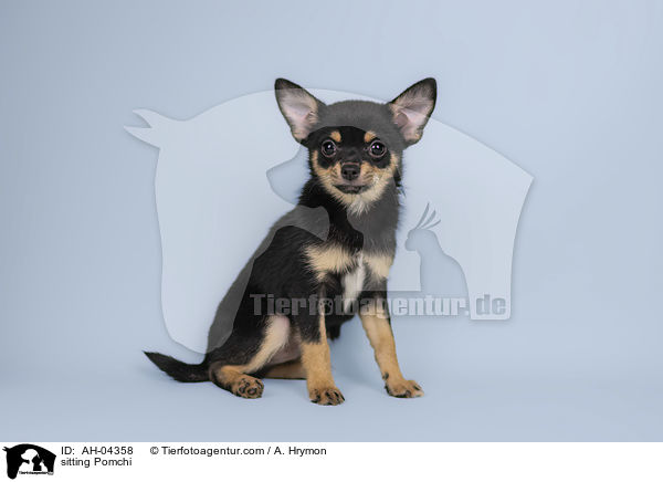 sitzender Pomchi / sitting Pomchi / AH-04358