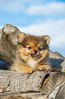 lying Pomchi