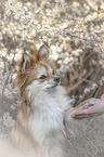 Pomchi gives paw