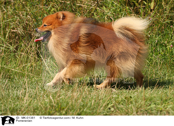 Pomeranian / MK-01381